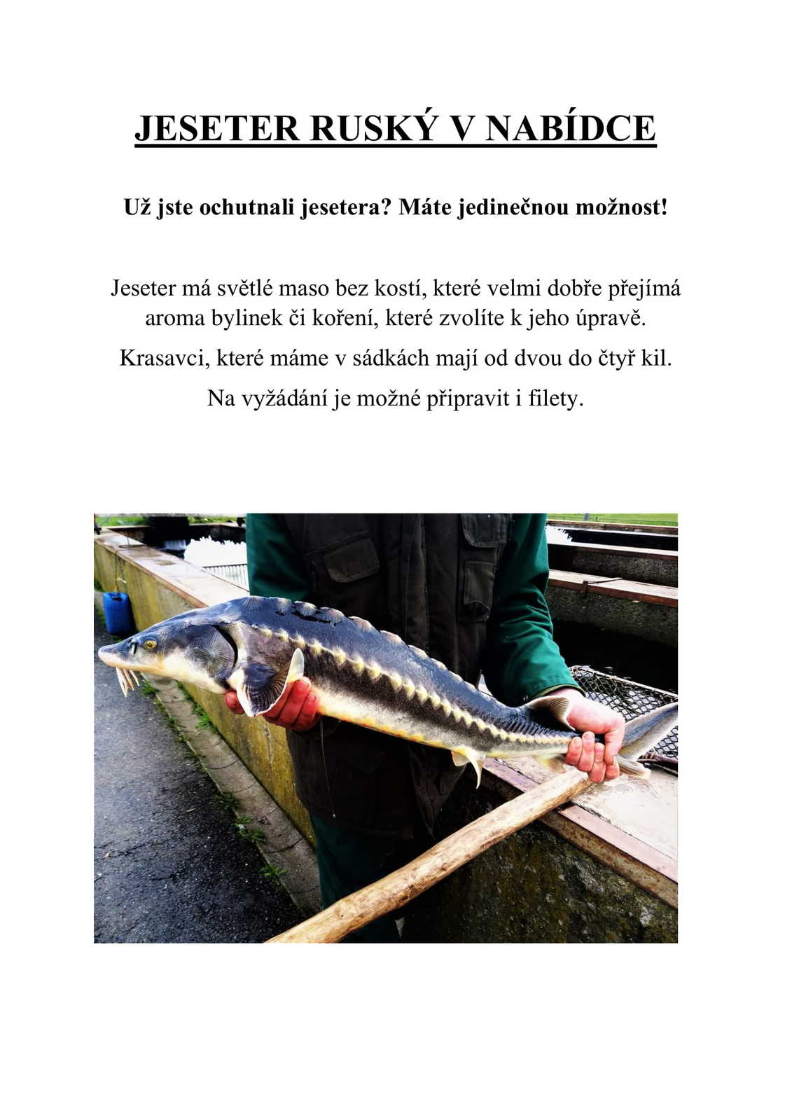 JESETER RUSKÝ V NABÍDCE-1.jpg